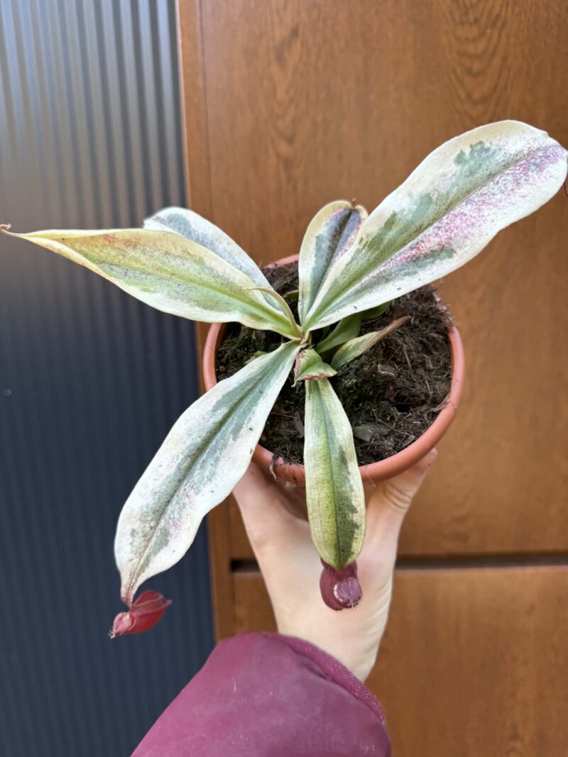 Nepenthes Nepenthes Viking x Ampullaria Variegata