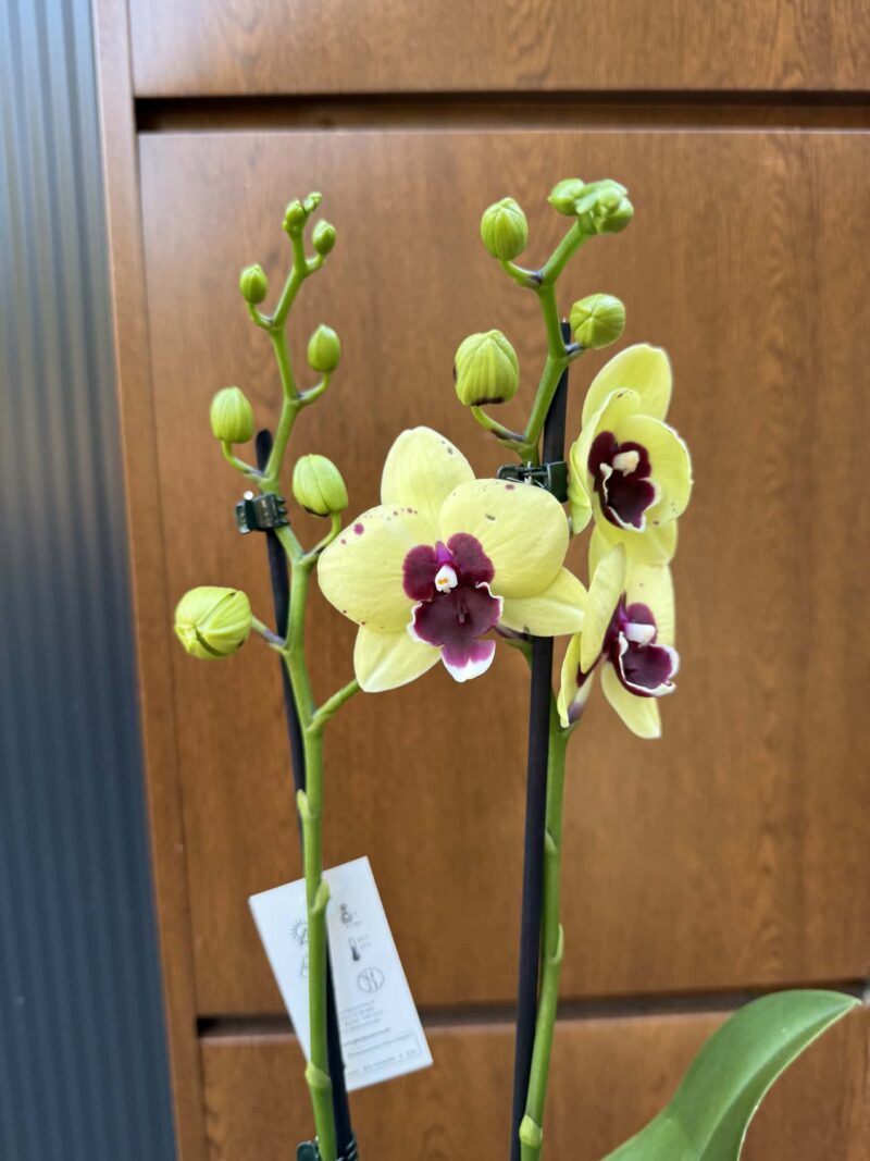 Palaenopsis Talking Drum | Storczyk