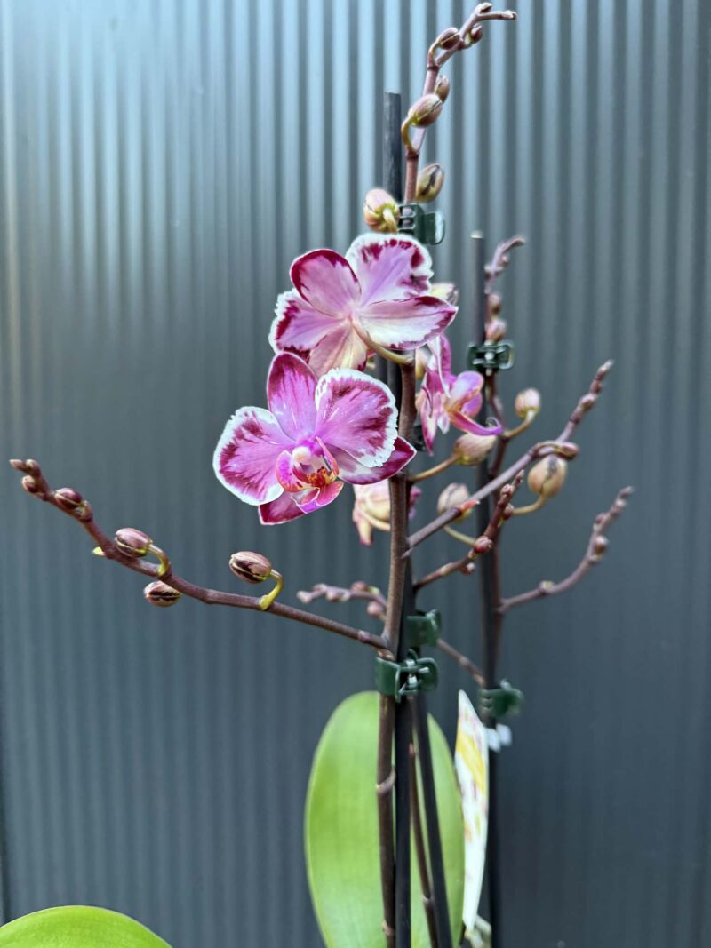 Phalaenopsis Younghome Kaleido | Storczyk