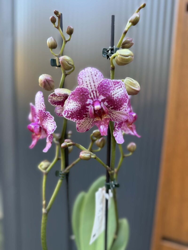 Phalaenopsis | Storczyk