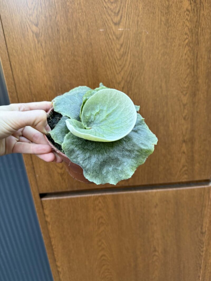 Platycerium superbum (Giant Staghorn)