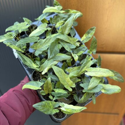 Alocasia Lauterbachiana Variegata