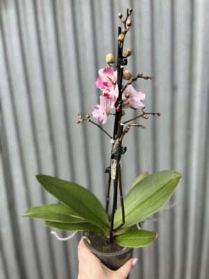 Phalaenopsis Crazy Daisy ‘Peloric’ | storczyk