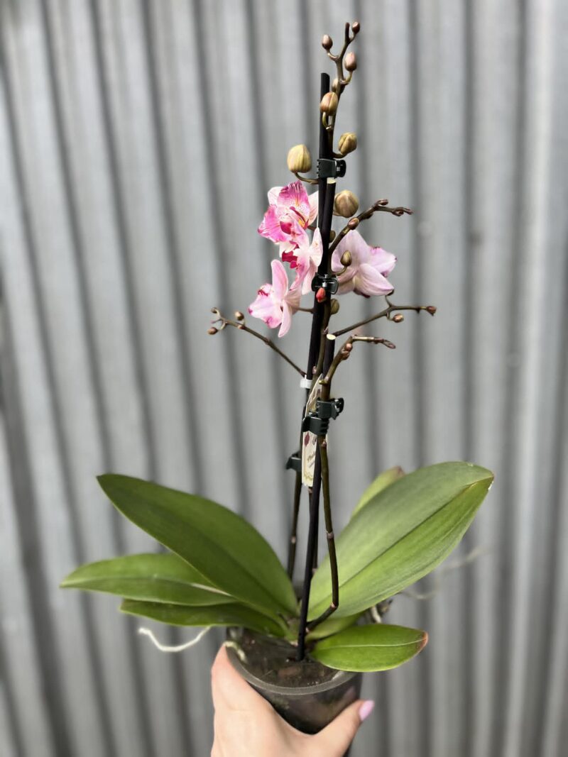 Phalaenopsis Crazy Daisy ‘Peloric’ | storczyk