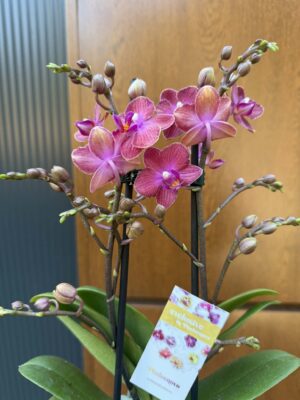 Phalaenopsis Jefferson | Storczyk