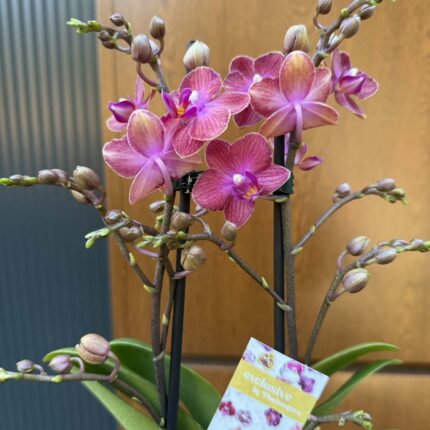 Phalaenopsis Jefferson | Storczyk