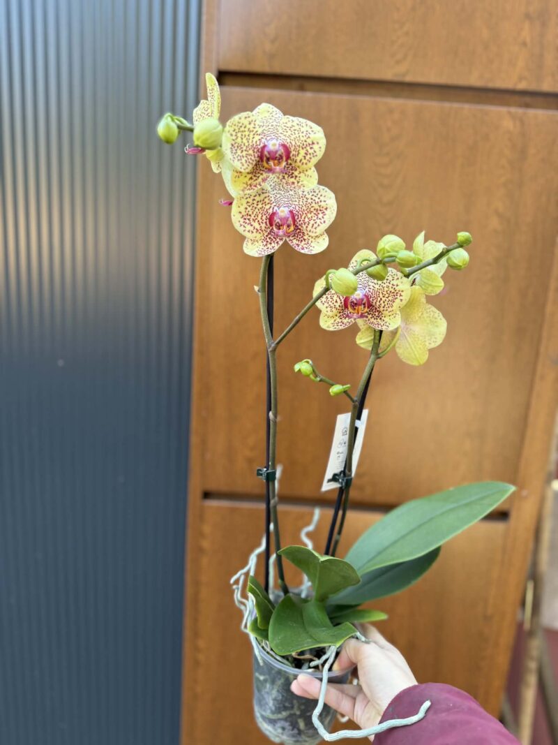 Phalaenopsis Floriclone ‘Fancy Freckles’