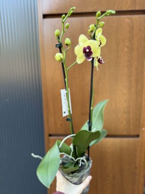 Palaenopsis Talking Drum | Storczyk