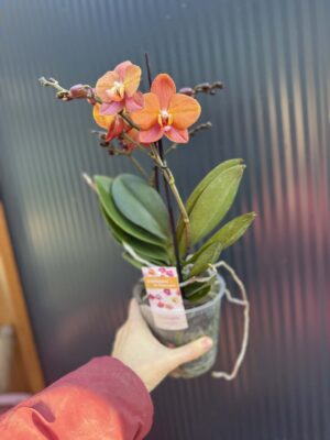 Phalaenopsis Macau | Storczyk