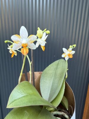 Phalaenopsis Mini Mark | Storczyk kolekcjonerski