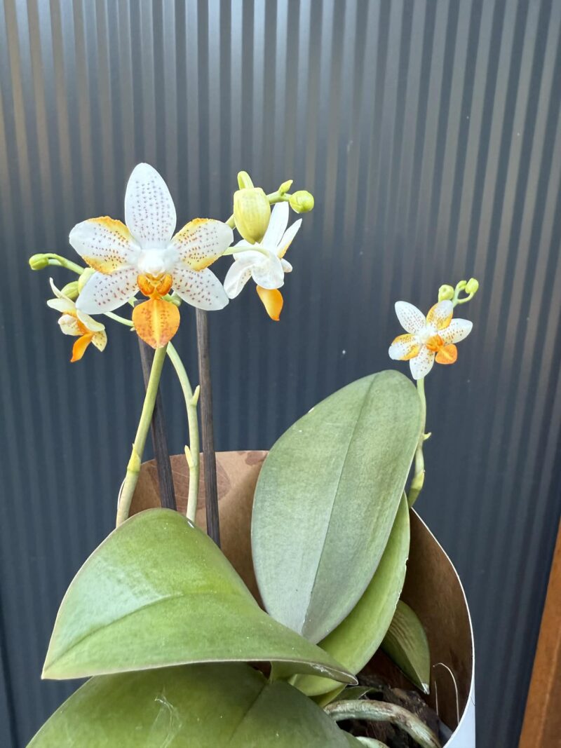 Phalaenopsis Mini Mark | Storczyk kolekcjonerski Phalaenopsis Mini Mark | Storczyk kolekcjonerski