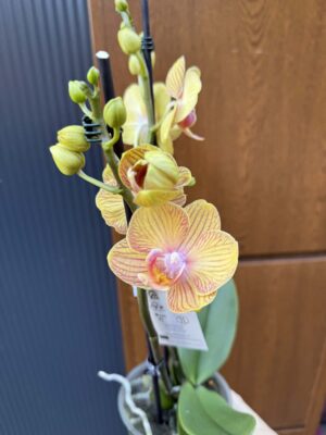 Phalaenopsis Limited 06