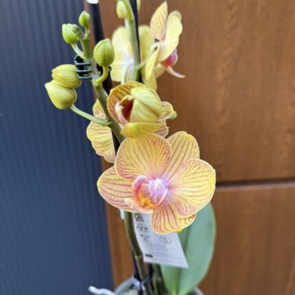Phalaenopsis Limited 06