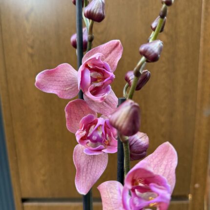 Phalaenopsis Limited 08