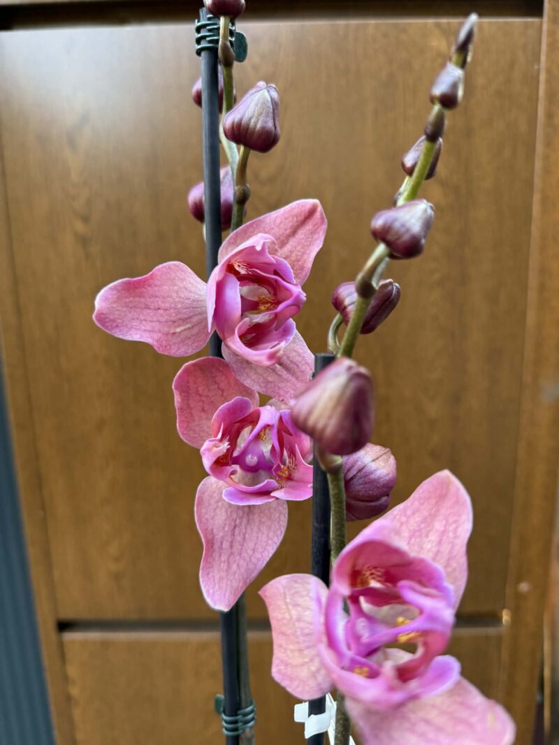 Phalaenopsis Limited 08