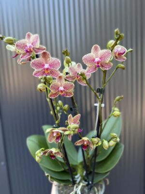 Phalaenopsis Anthura Grosseto | Storczyk