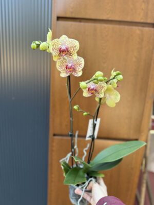 Phalaenopsis Floriclone ‘Fancy Freckles’