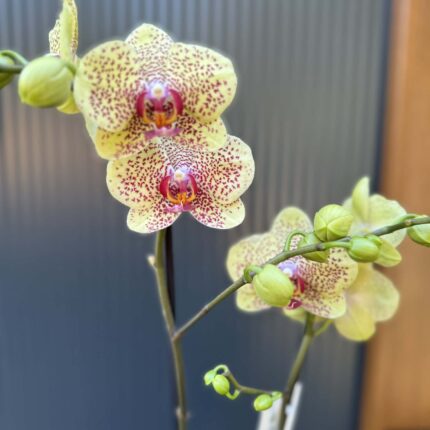 Phalaenopsis Floriclone ‘Fancy Freckles’