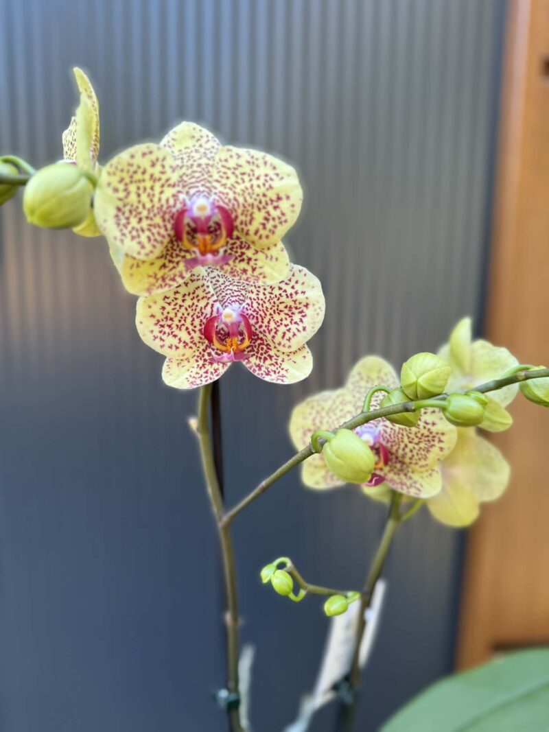Phalaenopsis Floriclone ‘Fancy Freckles’