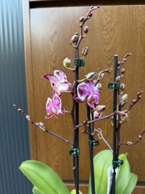 Phalaenopsis Younghome Kaleido | Storczyk