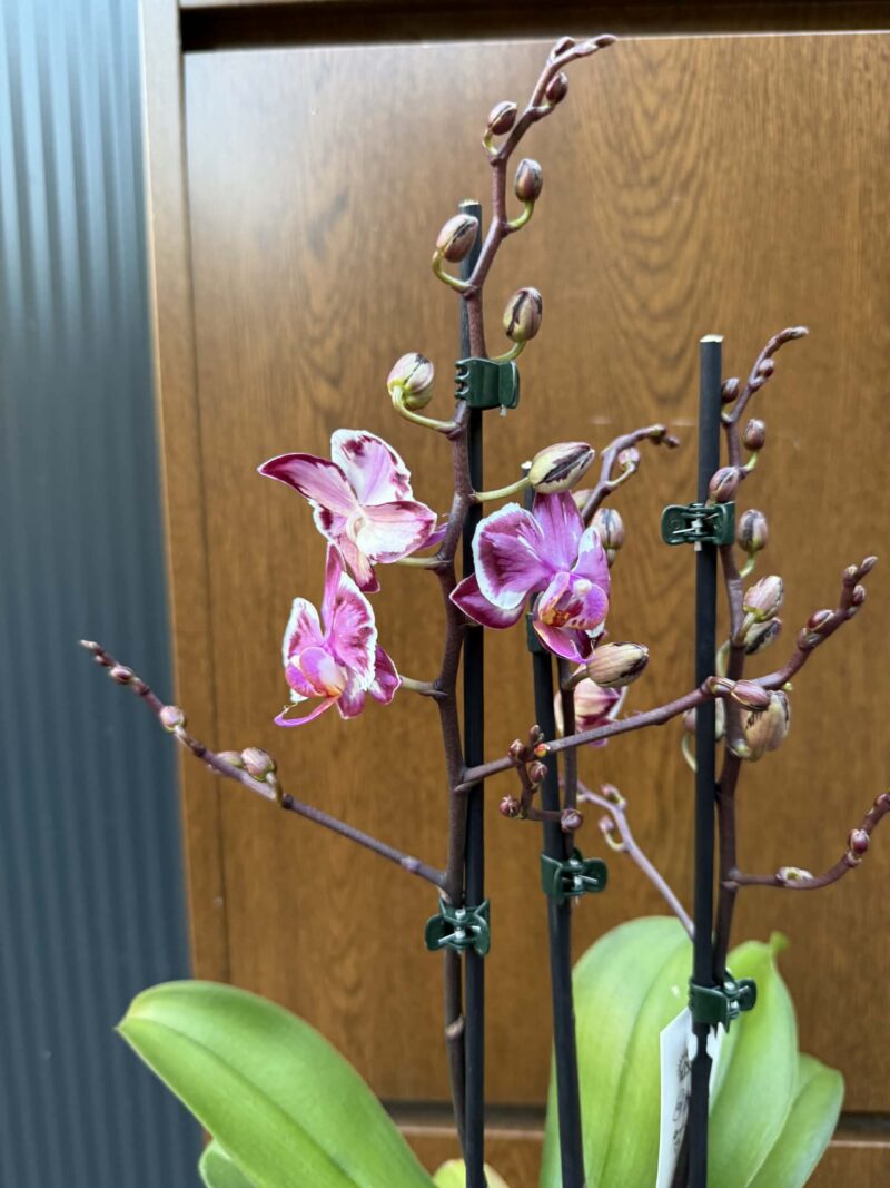 Phalaenopsis Younghome Kaleido | Storczyk