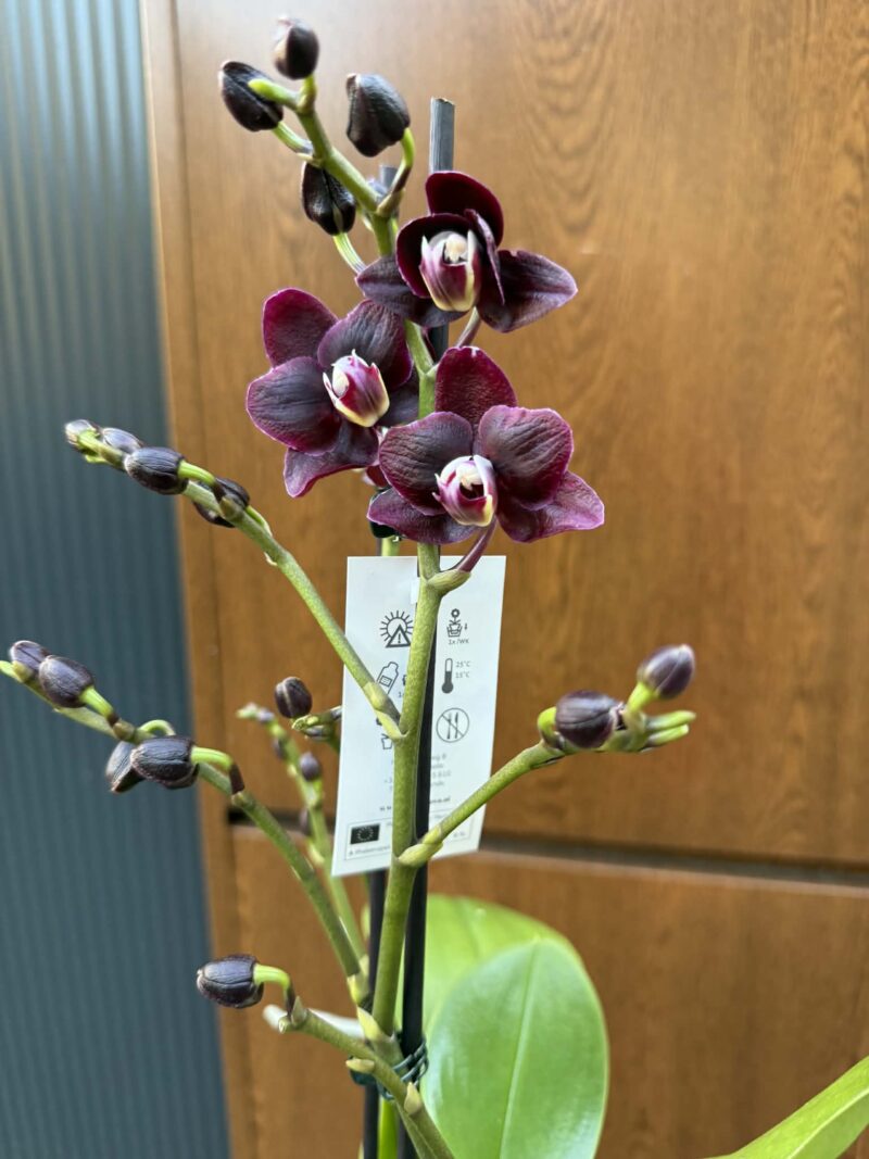 Phalaenopsis Miki Black Angel | Storczyk