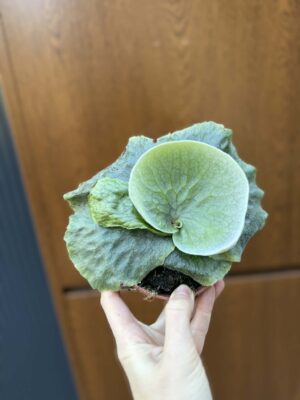 Platycerium superbum (Giant Staghorn)