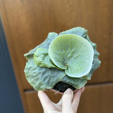 Platycerium superbum (Giant Staghorn)