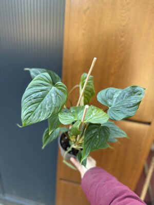 Philodendron Majestic