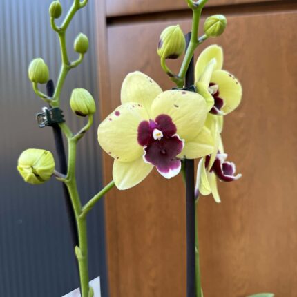 Palaenopsis Talking Drum | Storczyk