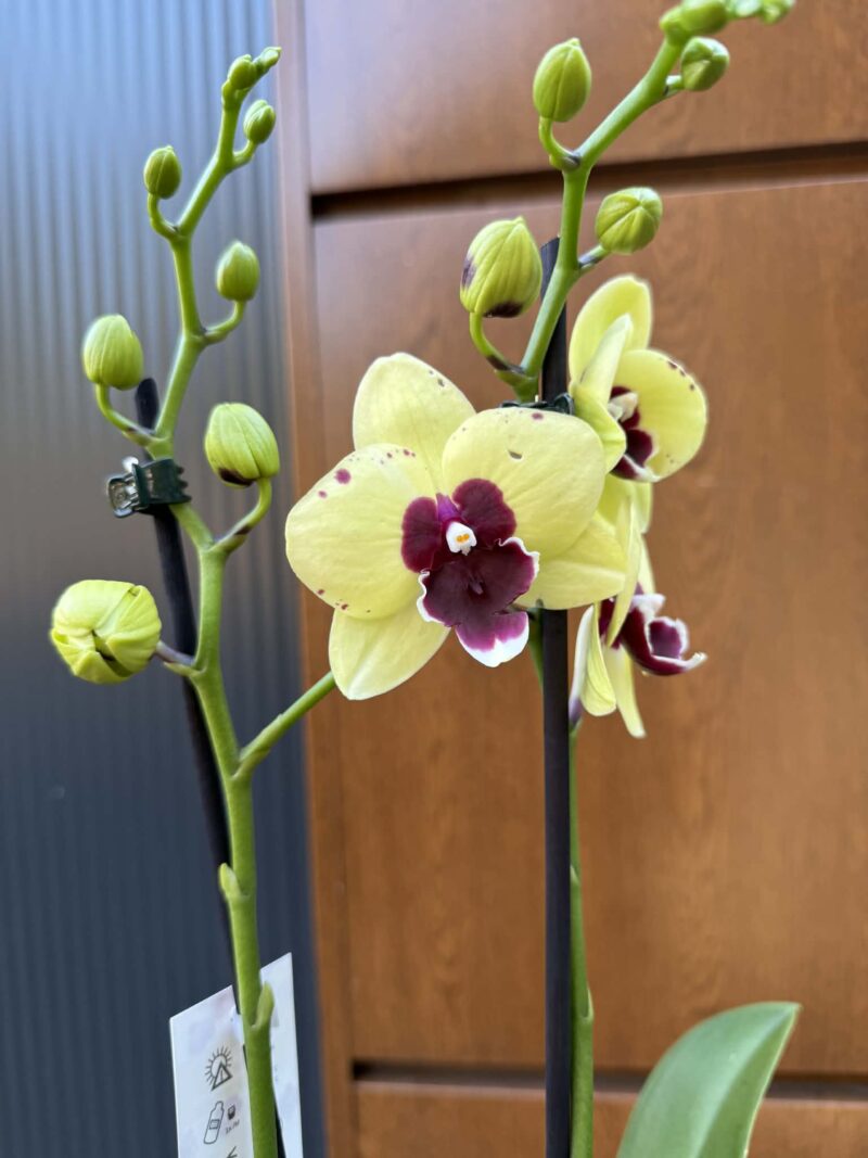 Palaenopsis Talking Drum | Storczyk