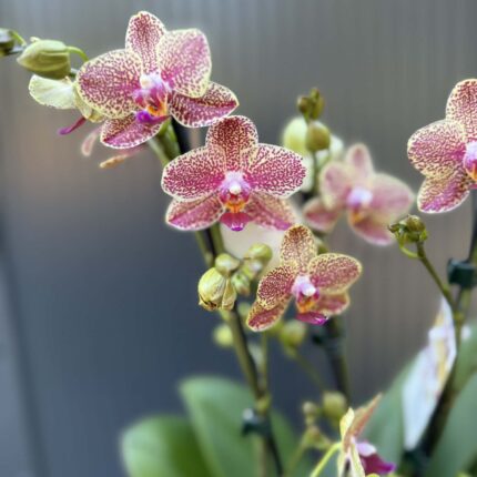 Phalaenopsis ‘Pikachu’ | Storczyk