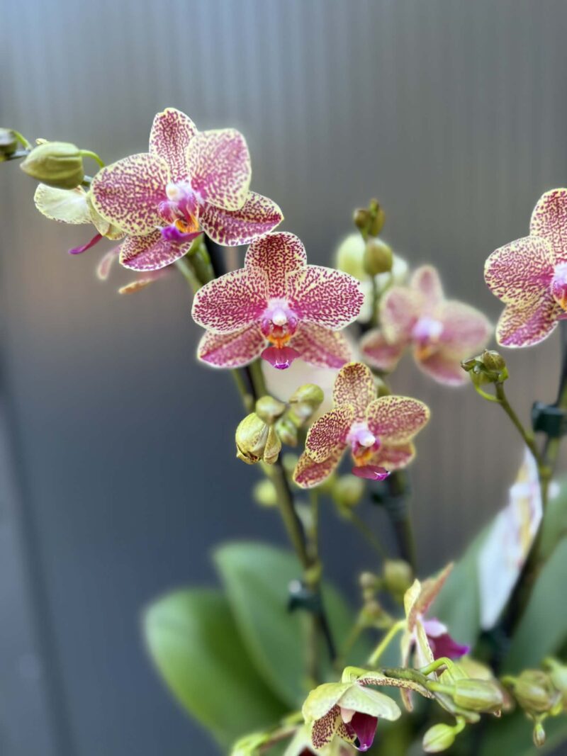 Phalaenopsis Anthura Grosseto | Storczyk