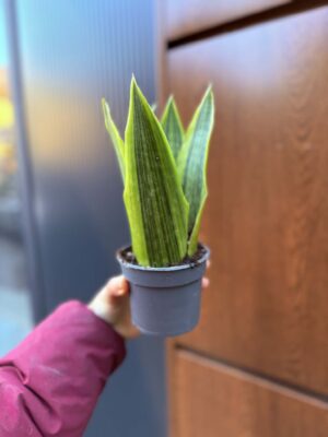 Sansevieria jamaiquina
