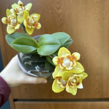 Phalaenopsis (Yaphon Perfume × Brother Sara Gold) ‘Yaphon ES-1’ | Storczyk