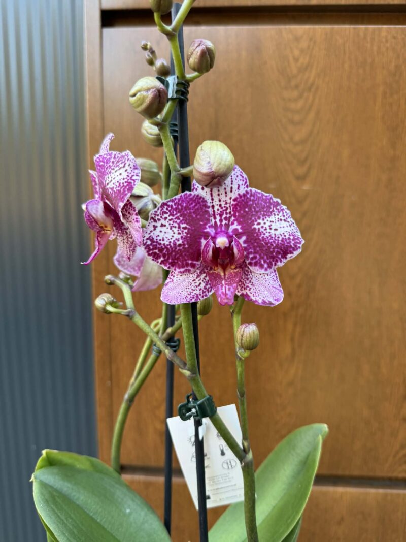 Phalaenopsis | Storczyk