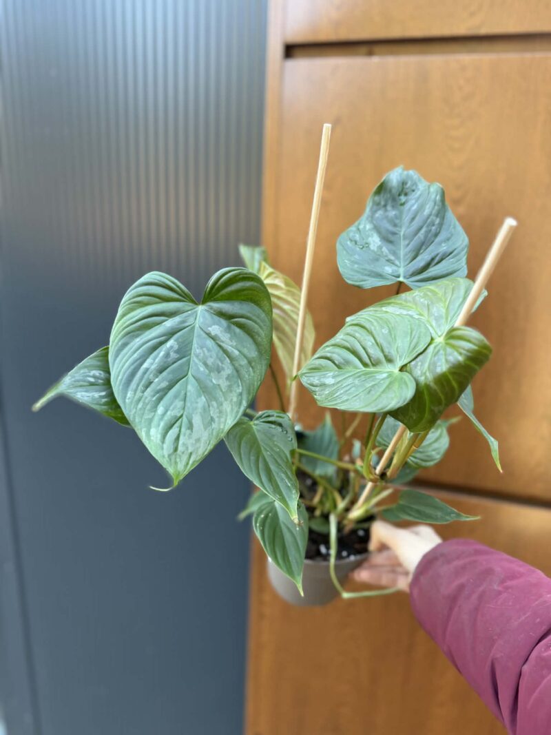 Philodendron Majestic