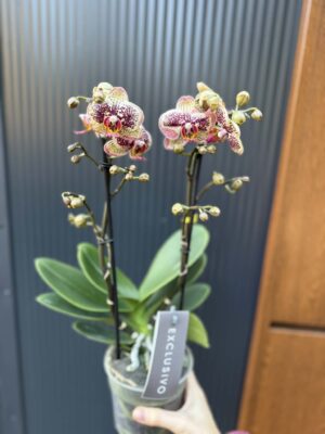 Phalaenopsis Multiflora ‘Exclusivo Tama’ | Storczyk