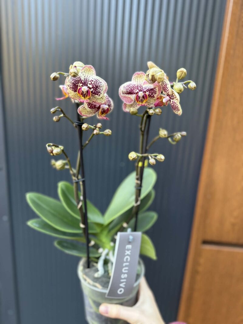 Phalaenopsis Multiflora ‘Exclusivo Tama’ | Storczyk