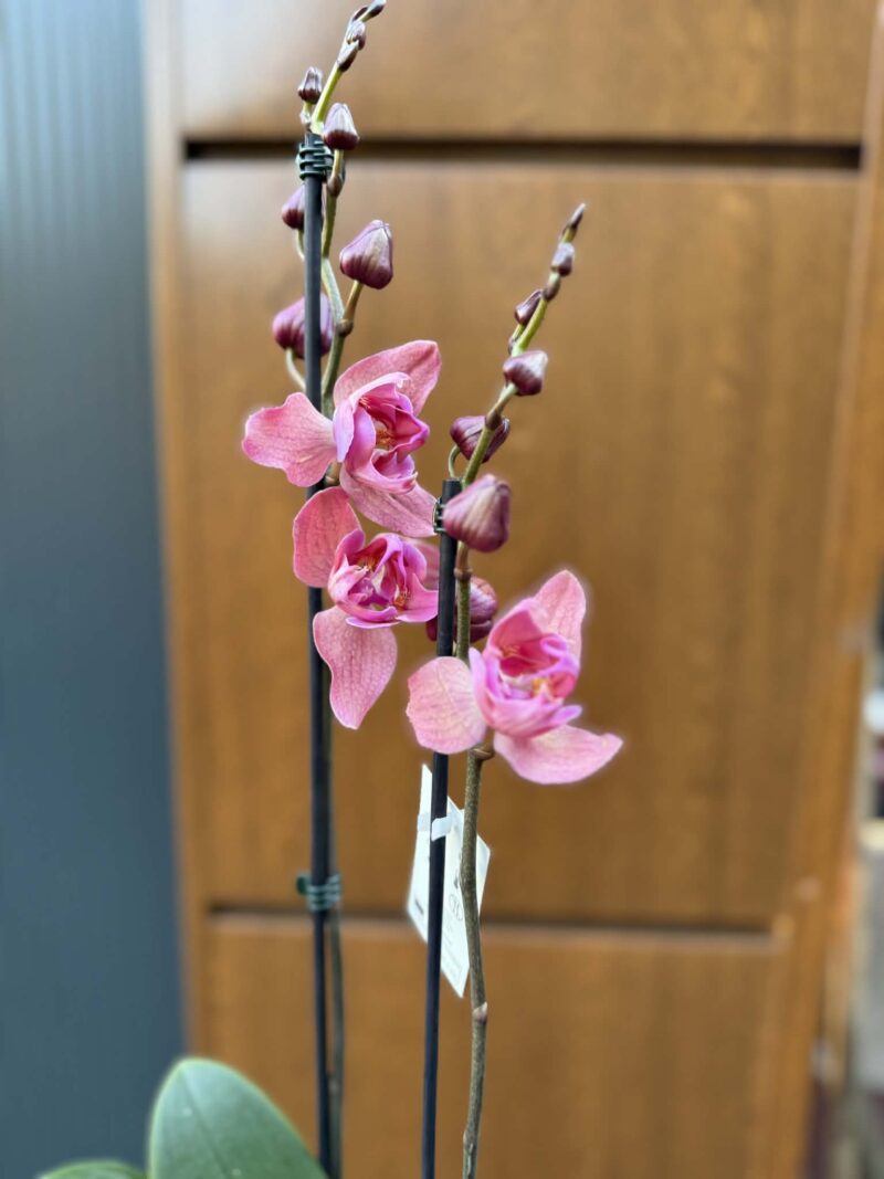 Phalaenopsis Limited 08