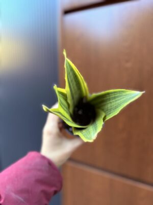 Sansevieria jamaiquina