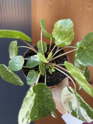Pilea Peperomioides variegata ‘white sugar splash’ (pieniążek)