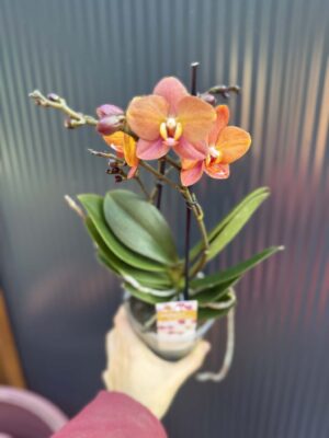 Phalaenopsis Macau | Storczyk
