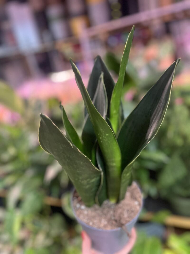 Sansevieria Black Diamond