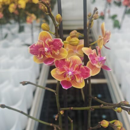 Phalaenopsis Sogo Yellowtris peloric | Storczyk