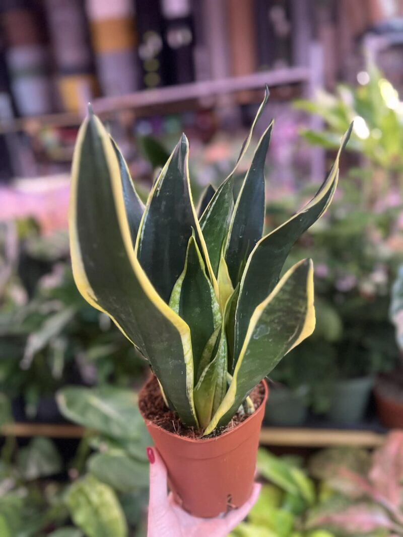 Sansevieria ‘Night Shake’