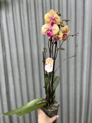 Phalaenopsis limited 40 | Storczyk przekwitający