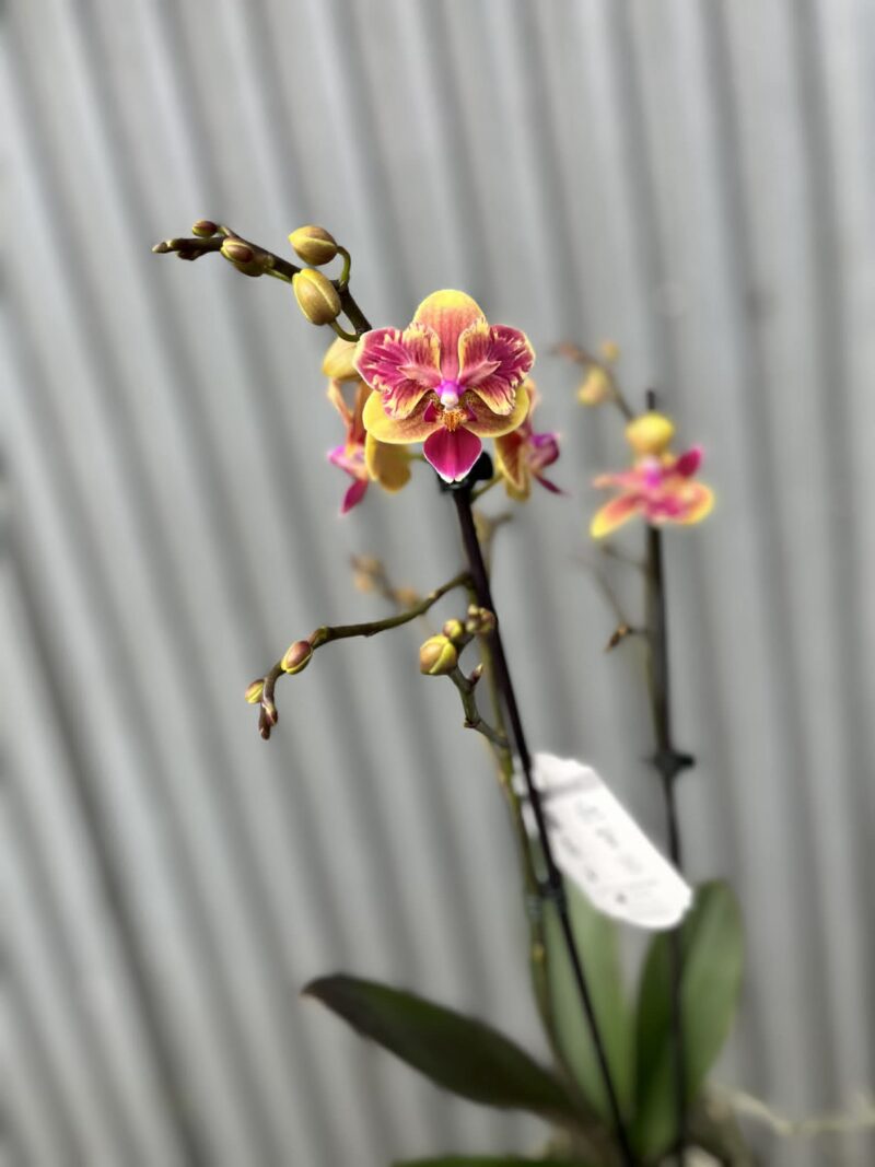 Phalaenopsis Sogo Yellowtris peloric | Storczyk bez pąków