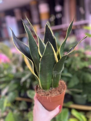 Sansevieria ‘Night Shake’