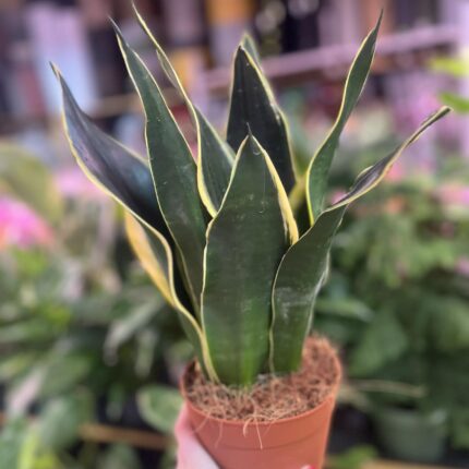 Sansevieria ‘Night Shake’